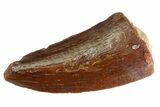 Serrated Raptor Tooth - Real Dinosaur Tooth #333287-1
